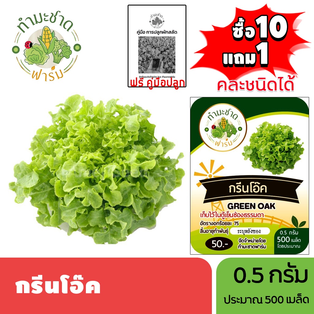ทำมะชาดฟาร์ม (ซื้อ10แถม1) เมล็ดพันธุ์ กรีนโอ๊ค ขนาด0.5กรัม ประมาณ500เมล็ด GREEN OAK ผักสลัด เมล็ดพันธุ์พืช เมล็ดผัก