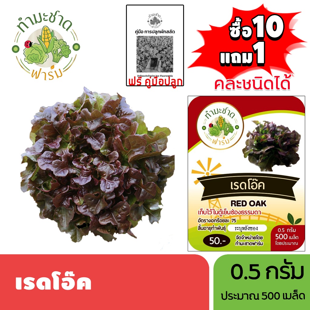 ทำมะชาดฟาร์ม (ซื้อ10แถม1) เมล็ดพันธุ์ เรดโอ๊ค ขนาด0.5กรัม ประมาณ500เมล็ด RED OAK ผักสลัด เมล็ดพันธุ์พืช เมล็ดผัก ปลูกผัก