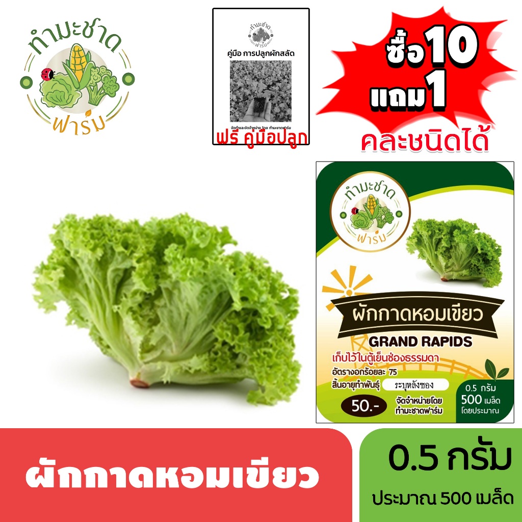 ทำมะชาดฟาร์ม (ซื้อ10แถม1) เมล็ดพันธุ์ ผักกาดหอมเขียว ขนาด0.5กรัม ประมาณ500เมล็ด GRAND RAPIDS ผักกาดหอม ผักสลัด