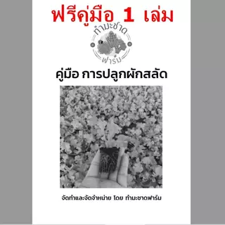 [10แถม1] เมล็ดพันธุ์ เซเลอรี่ Celery ขนาดบรรจุประมาณ 2,000 เมล็ด ขึ้นฉ่ายฝรั่ง คื่นฉ่ายฝรั่ง ขึ้นช่าย คึ่นช่าย คื่นฉ่าย