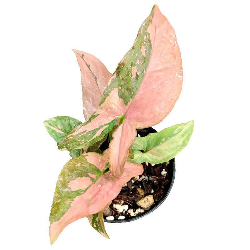 Syngonium Podophyllum Pink Splash เงินไหลมาด่างชมพู