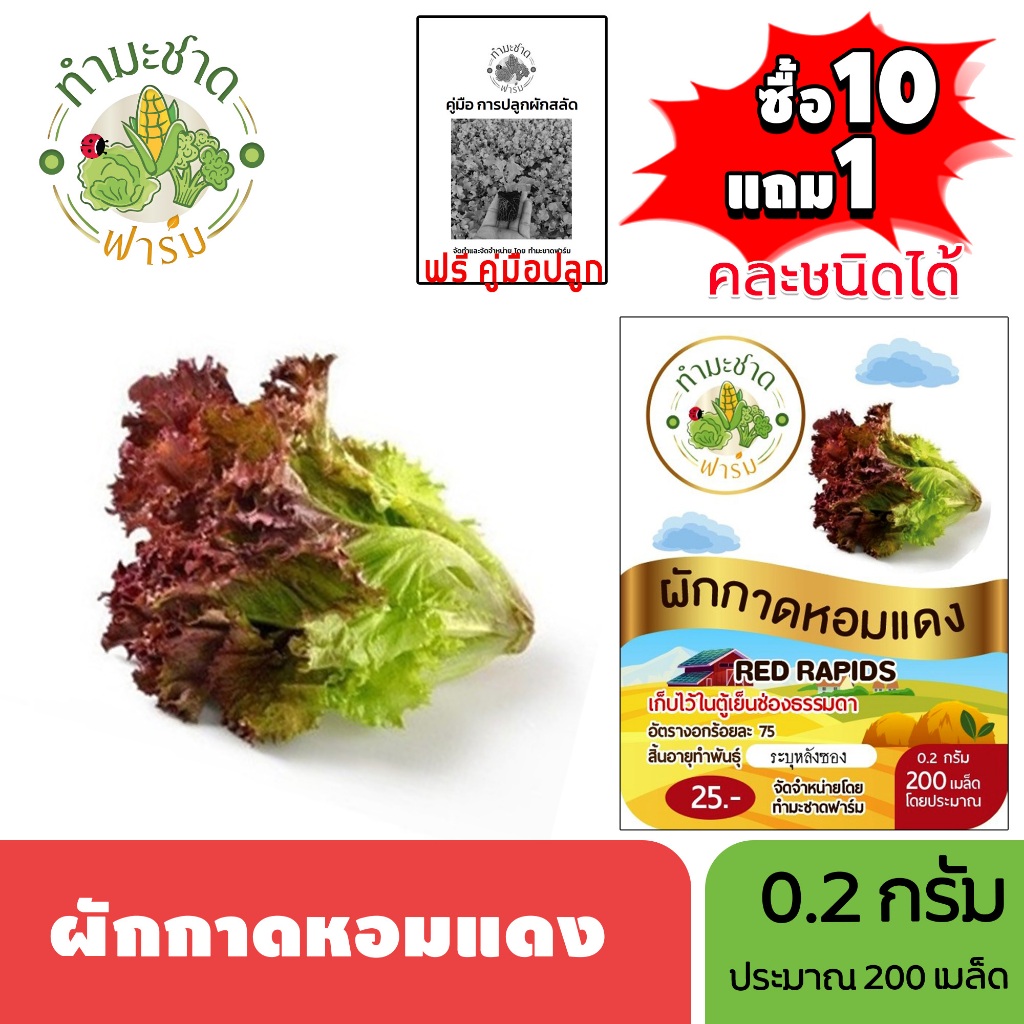ทำมะชาดฟาร์ม (ซื้อ10แถม1) เมล็ดพันธุ์ ผักกาดหอมแดง ขนาด0.2กรัม ประมาณ200เมล็ด RED RAPIDS ผักกาดหอม ผักสลัด เมล็ดพันธุ์