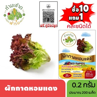 ทำมะชาดฟาร์ม (ซื้อ10แถม1) เมล็ดพันธุ์ ผักกาดหอมแดง ขนาด0.2กร…
