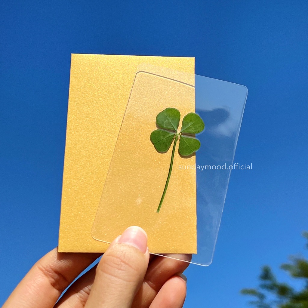 [พร้อมส่งของแท้] 🍀ใบโคลเวอร์ 4 แฉก พร้อมซองทอง แบบร้านคุณลุง จากเกาหลี ใบโคลเวอร์ เคลือบการ์ด clover leaf