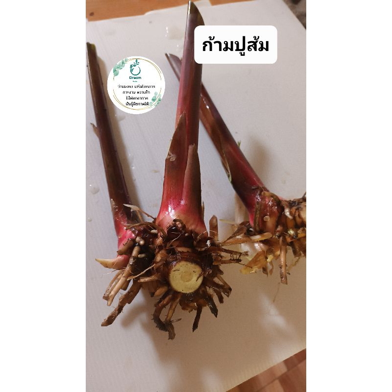 เฮลิโคเนีย🍁🍁 ชื่อ Lobster claw ก้ามปูส้ม(หน่อขุดสด)Heliconia - รูปที่ 3