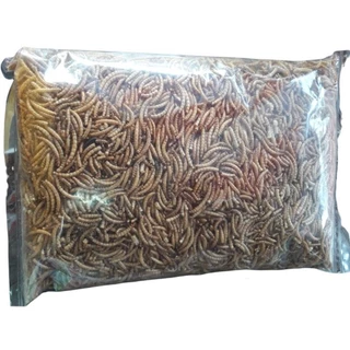 หนอนนก อบแห้ง 100g สำหรับเม่นแคระ ชูก้าไรเดอร์ เบียดดราก้อน หนูแฮมเตอร์ COD