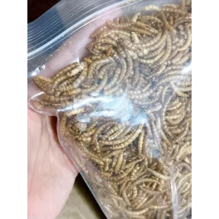 หนอนนก อบแห้ง 100g สำหรับเม่นแคระ ชูก้าไรเดอร์ เบียดดราก้อน หนูแฮมเตอร์ COD