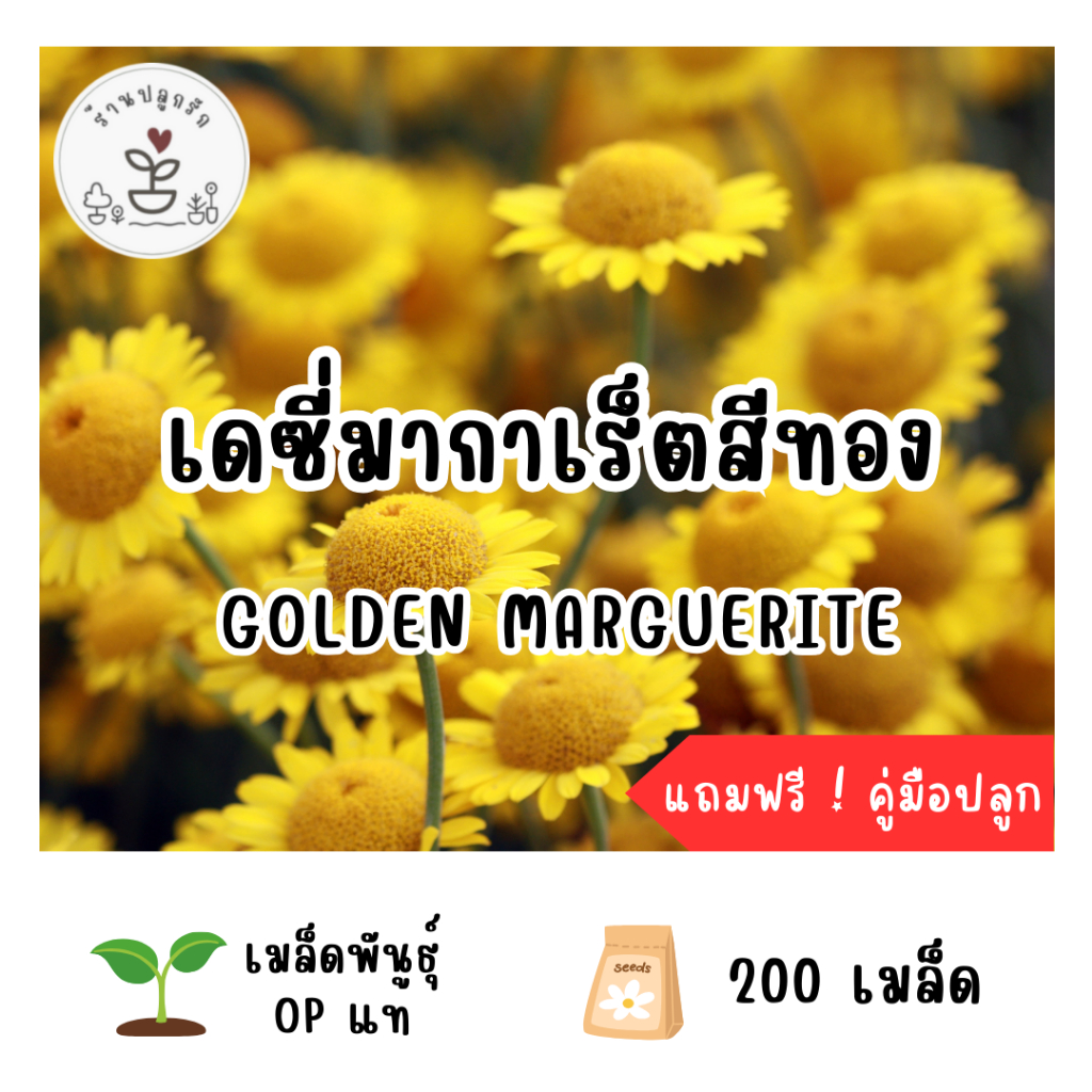 LXG : เมล็ดพันธุ์ ดอกเดซี่มากาเร็ตสีทอง (Golden Marguerite) 200 เมล็ด เดซี่เหลือง เมล็ดแท้ อัตราการงอกสูง