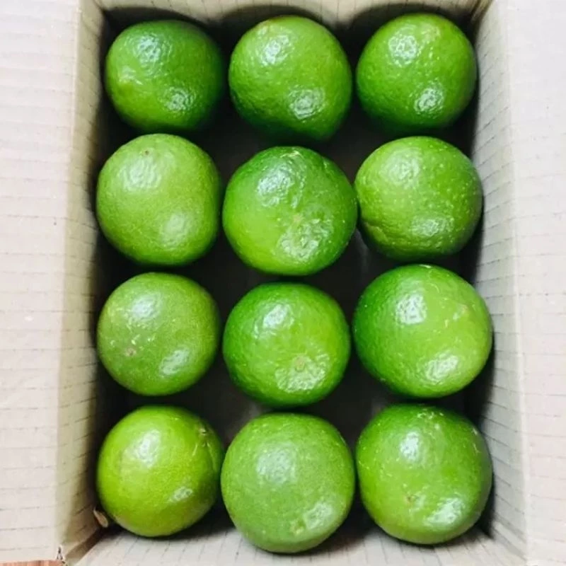 มะนาวไร้เม็ดปลอดสาร แพ็คละ12ลูก(Limes, tablets, free from substances, 12 pieces per pack)