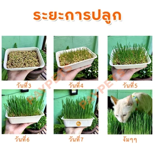 เมล็ดหญ้าแมวปลอดสาร เมล็ดข้าวสาลีคุณภาพดีคัดเกรด ปลูกง่าย โตไว หญ้าแมวเพื่อสุขภาพแมว