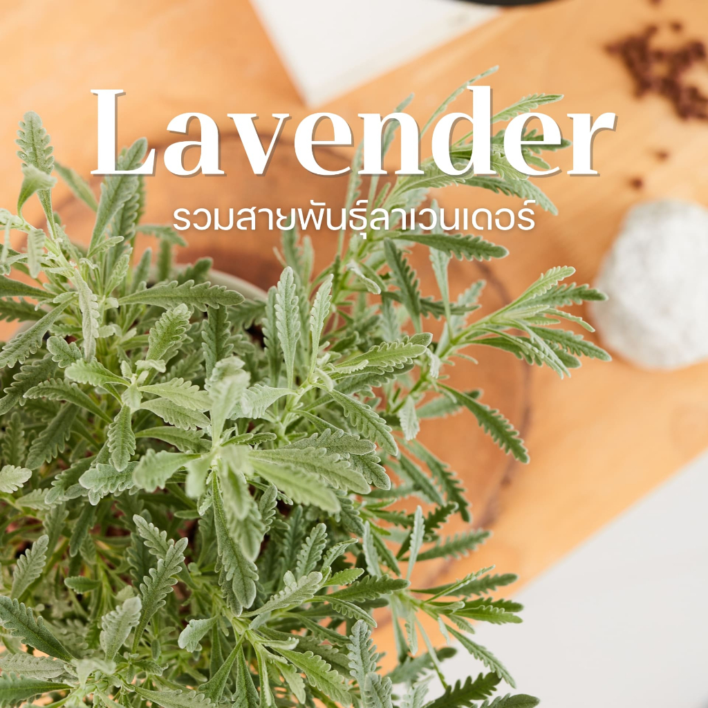 H38 รวมลาเวนเดอร์ - กลิ่นหอมมาก (Lavender) มีหลายสายพันธุ์ / กระถาง 6 นิ้ว / สูง 20-40 ซม. / สมุนไพรฝรั่ง ดีต่อสุขภาพ