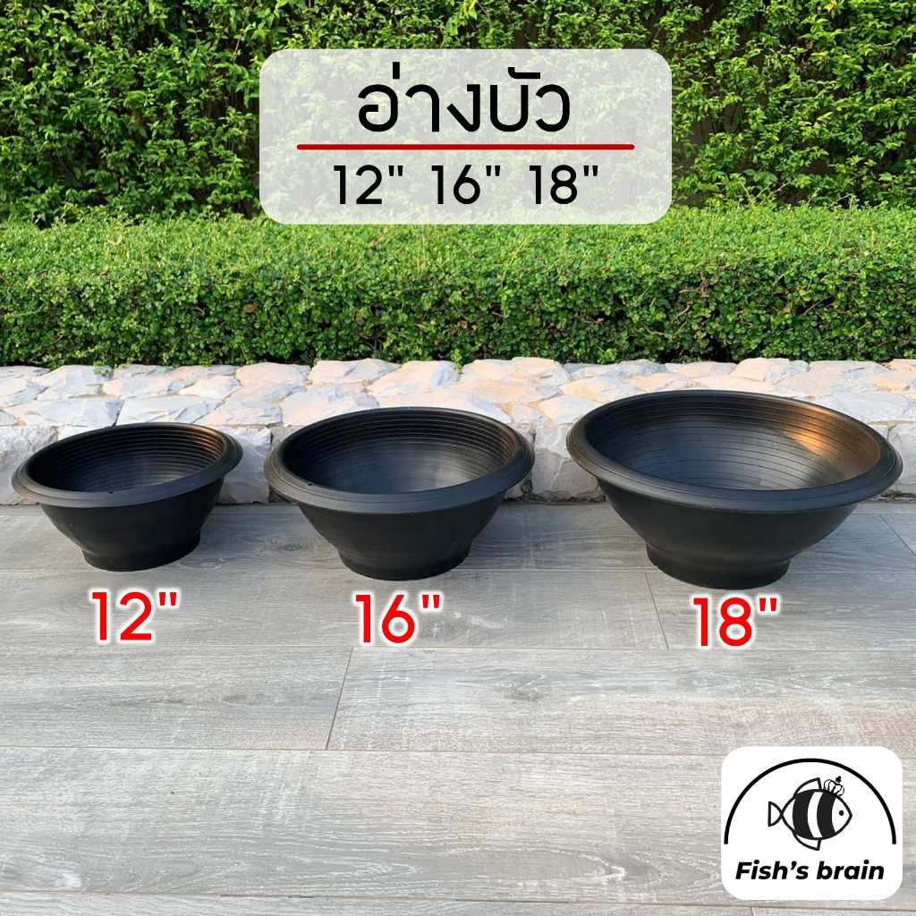 กระถางชวนชม อ่างบัว อ่างพลาสติก กาละมัง ขนาด 12" 16" 18"