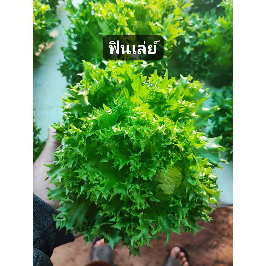 เมล็ดพันธุ์ผักสวนครัวและผักสลัด 1 ชุด มี 5 ชนิด (คื่นฉ่าย คะน้า ผักกาดเขียวปลี ผักกาดหอมอิตาลี ฟินเล่ย์) - เกษตรกรรมยั่ง - รูปที่ 5