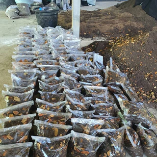 ดินผสมใบก้ามปู น้ำหนัก 2 กิโลกรัม วัสดุปลูกนำไปใช้ได้เลย