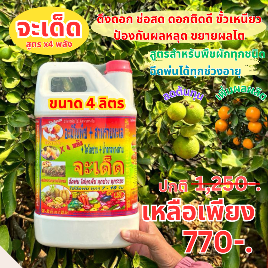 "จะเด็ด" 4 ลิตร ฉีดพ่นทางใบ สำหรับ "มะนาว ส้ม ทุกชนิด" ฉีดพ่นทางใบ ออกดอกติดผมตลอดปี ทำมะนาวหน้าแล้งได้ แก้ไขใบเหลือง