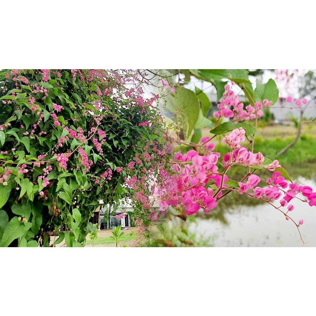 ต้นพวงชมพู ดอกทานได้ อร่อย ดอกสวย พร้อมปลูกในถุงดำ 39 บาท edible flower ไม้เลื้อย ออกดอกเป็นช่อ