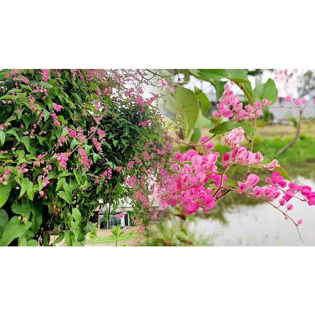 ต้นพวงชมพู ดอกทานได้ อร่อย ดอกสวย พร้อมปลูกในถุงดำ 39 บาท edible flower ไม้เลื้อย ออกดอกเป็นช่อ