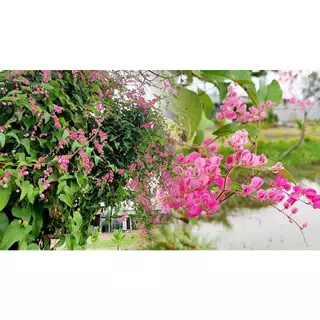 ต้นพวงชมพู ดอกทานได้ อร่อย ดอกสวย พร้อมปลูกในถุงดำ 39 บาท edible flower ไม้เลื้อย ออกดอกเป็นช่อ