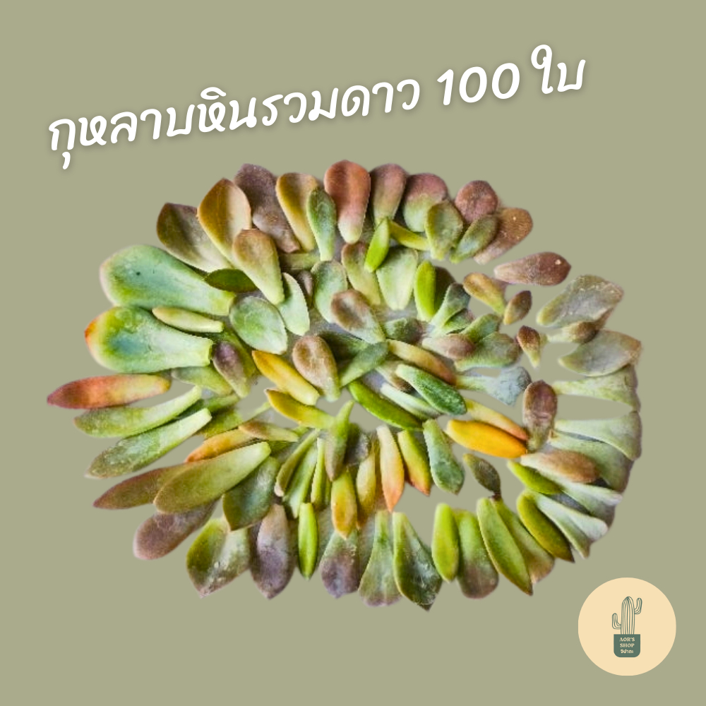 กุหลาบหินรวมดาว 100 ใบ คอลเลกชันพิเศษ!
