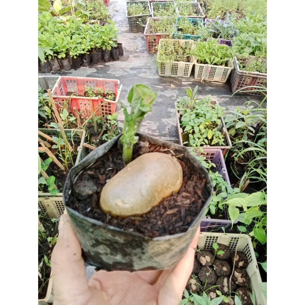 ต้นพันธุ์ มันฝรั่ง  potato   มันอาลู, มันอีลู พร้อมปลูกในถุงดำ 39 บาท  มันฝรั่งเป็นอาหารที่ให้พลังงานต่ำ ไม่อ้วน