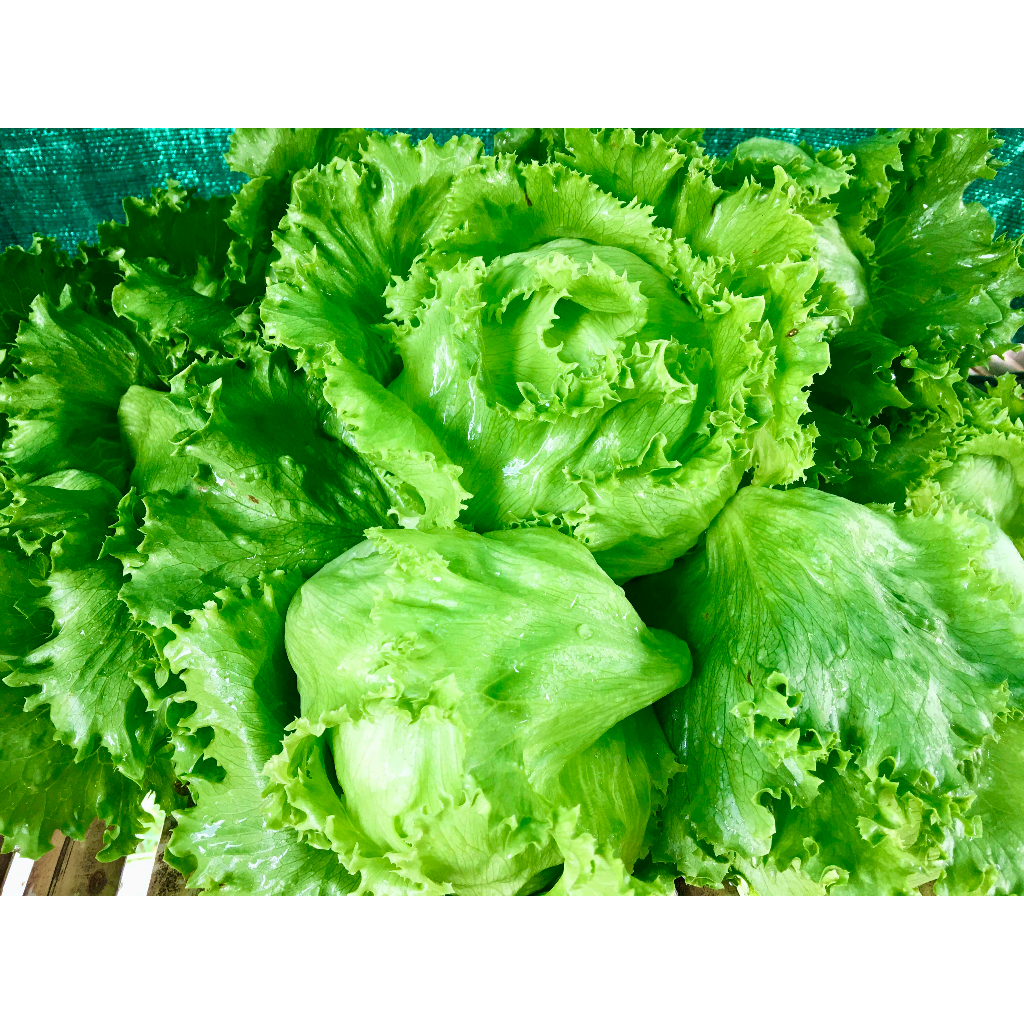 ผักสลัดแก้ว ผักกาดแก้ว ต้นกล้าละ 10บาทพร้อมปลูก ซื้อ 10แถม 2ต้น