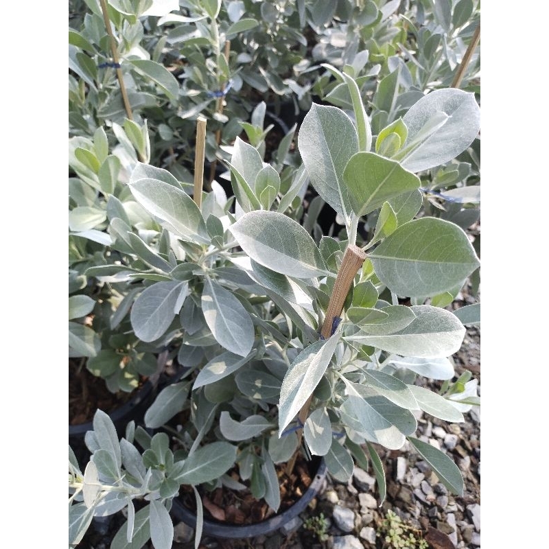 กระดุมไม้ใบเงิน Silver Leaved Buttonwood