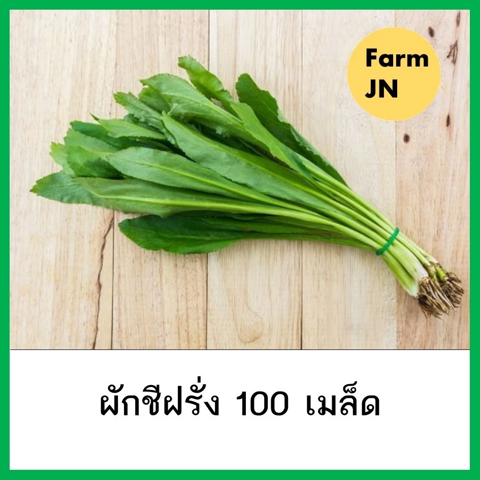 เมล็ดพันธุ์ผัก ผักชีฝรั่ง 100เมล็ด 10แถม1 คละได้ ปลูกง่ายโตไว