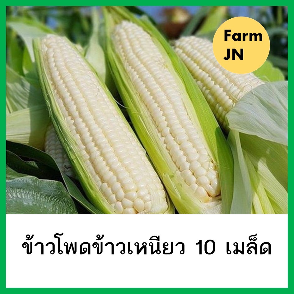 เมล็ดข้าวโพดข้าวเหนียว เมล็ดผักสวนครัว เมล็ดผัก5บาท