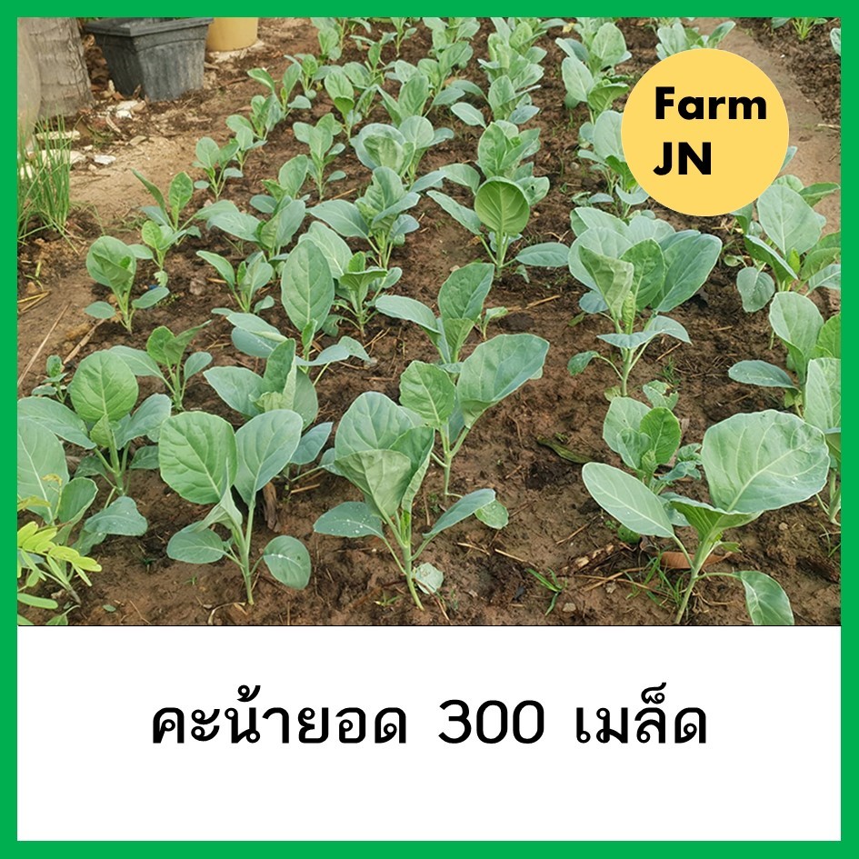 เมล็ดผักคะน้ายอด เมล็ดผักสวนครัว เมล็ดผักซองละ5บาท