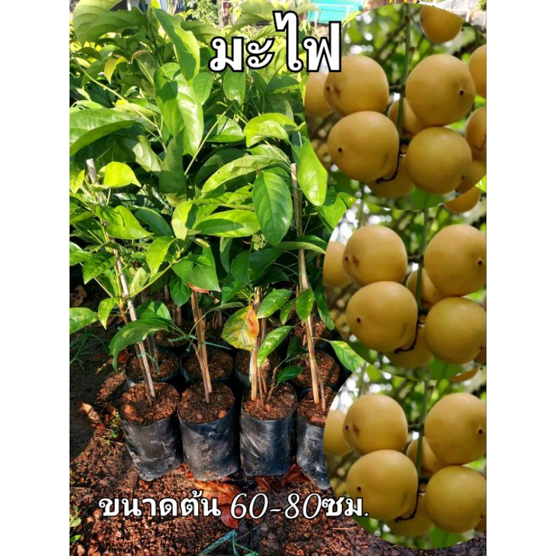ต้นมะไฟเหรียญทอง มะไฟ ผลใหญ่