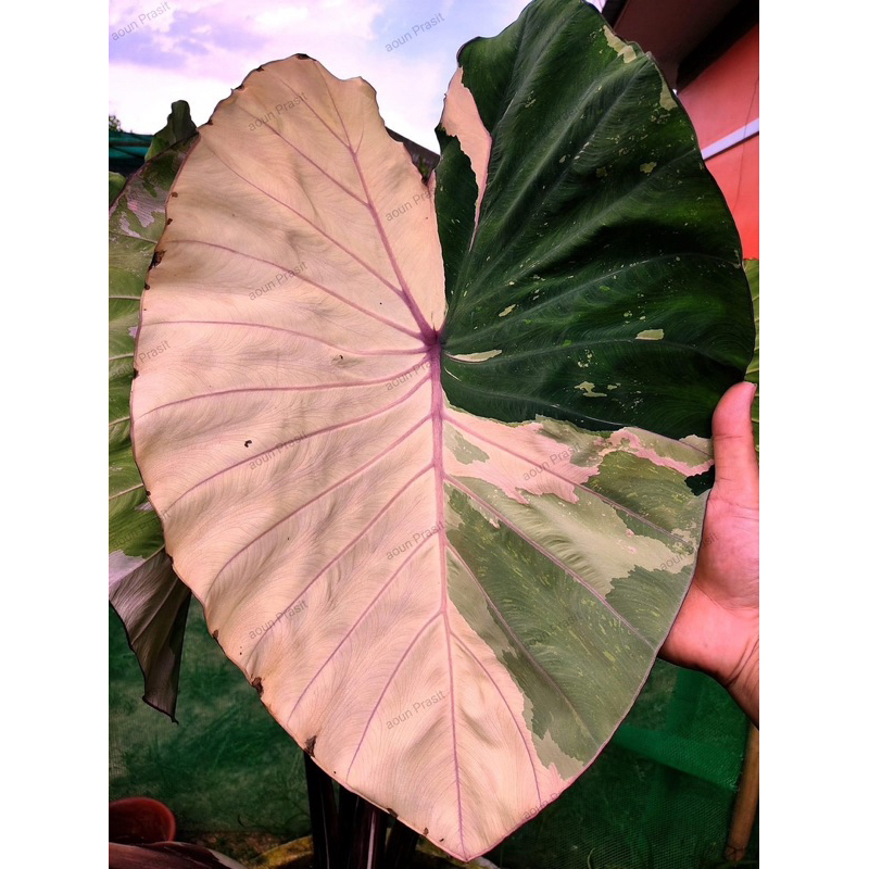 บอนนาไทยก้านดำด่างพลอยชมพู  Colocasia  pink sapphire