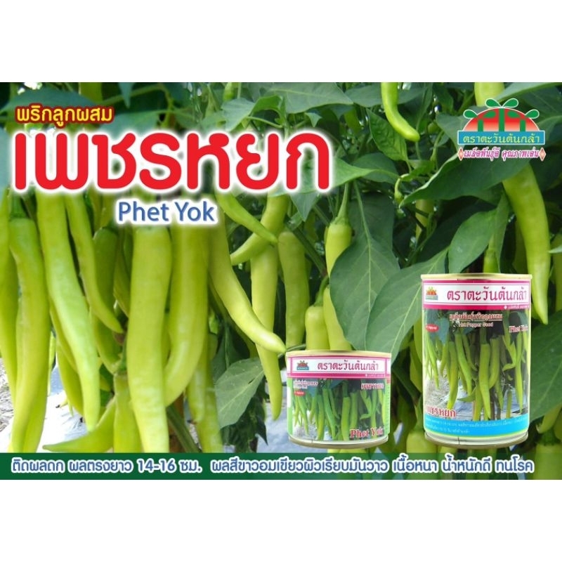 เมล็ดพันธุ์พริกเพชรหยก พริกหนุ่มขาว พริกหยวกพริกยำขาว