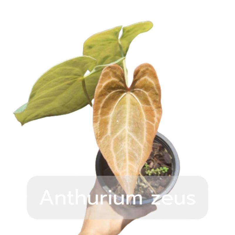 Anthurium zeus (ต้นหน้าวัวใบสายฟ้า)