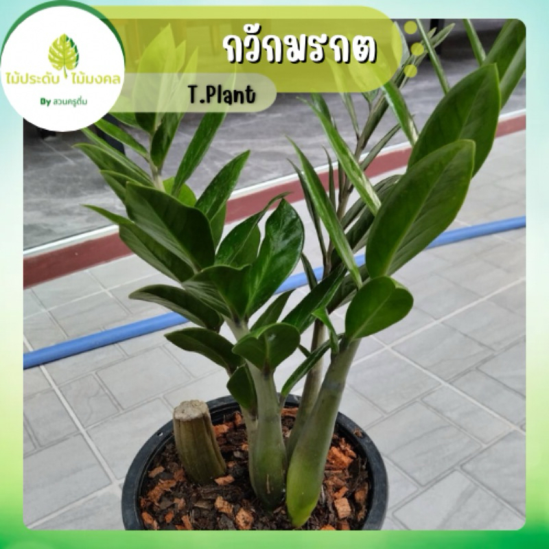 ต้นกวักมรกต ไม้ประดับ ไม้มงคล เรียกทรัพย์ หนุนโชคลาภ ต้นไม้พันธุ์อึด โตง่าย ไม่ง้อแดด **จัดส่งแบบล้างราก**