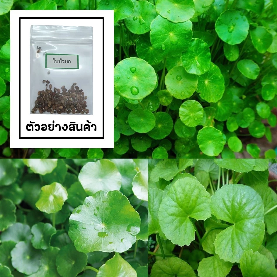 เมล็ดใบบัวบก 50 เมล็ด 🌱 ซื้อ 10 แถม 2 คละได้ 💥 เลือกของแถมได้ คิดถึงเมล็ดผัก คิดถึง skinsun