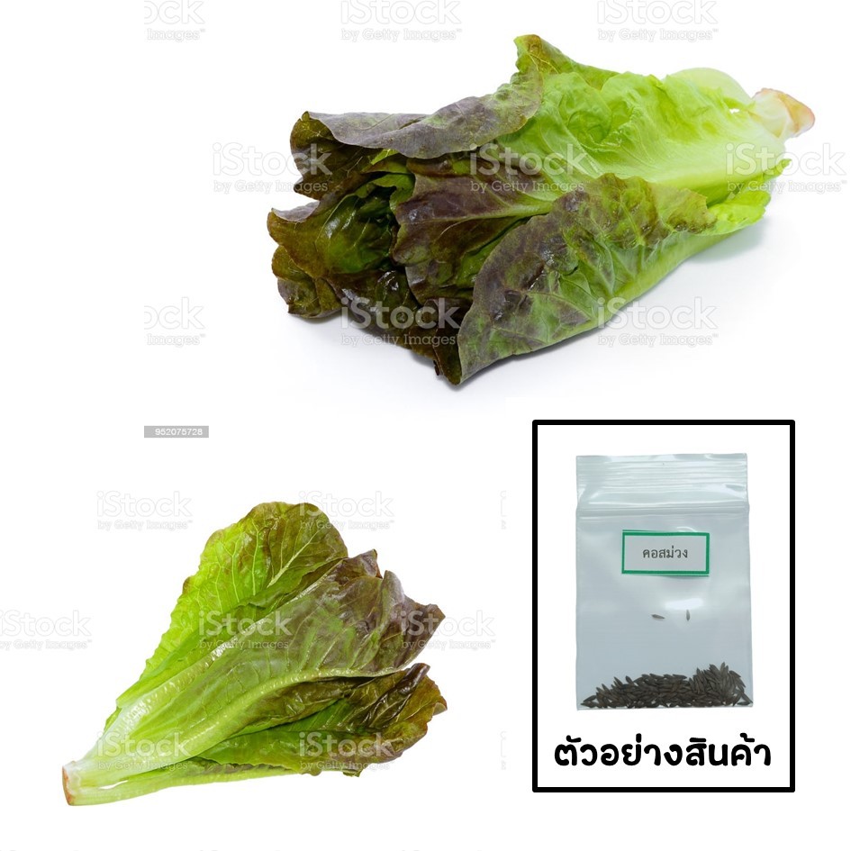 🌱เมล็ดผักสลัดคอสม่วง 100 เมล็ด 🌱 ซื้อ 10 แถม 2 คละได้ 💥 เลือกของแถมได้ คิดถึงเมล็ดผัก คิดถึง skinsun