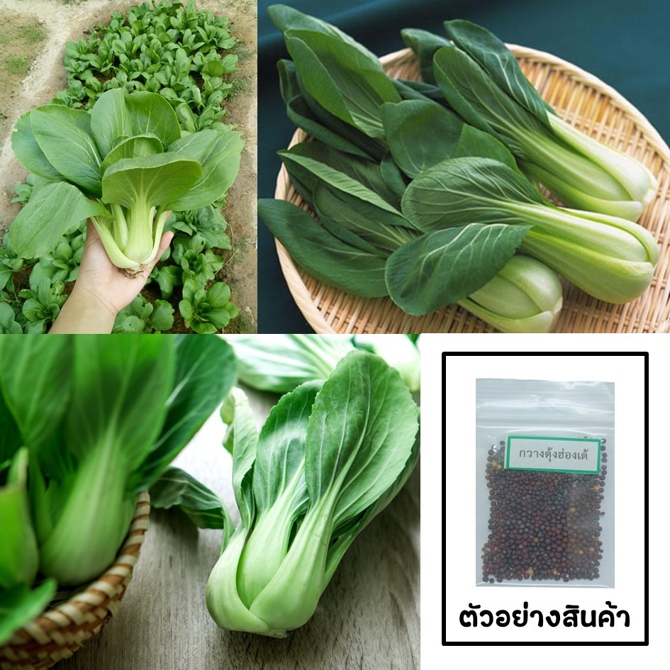 เมล็ดกวางตุ้งฮ่องเต้ 200 เมล็ด 🌱 ซื้อ 10 แถม 2 คละได้ 💥 เลือกของแถมได้ คิดถึงเมล็ดผัก คิดถึง skinsun