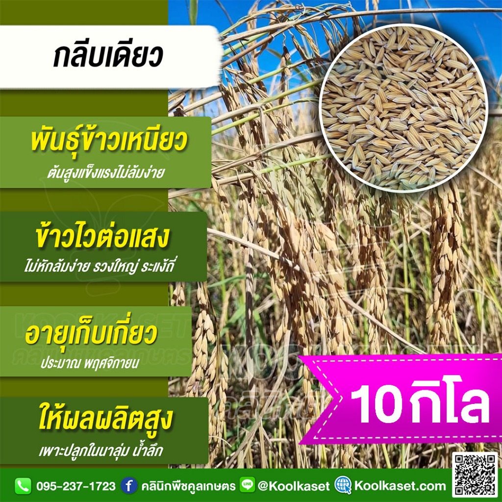 เมล็ดพันธุ์​ข้าว​ ข้าวเหนียว กลีบเดียว จีบเดียว นาปี ไวแสง ต้นแข็ง ไม่ล้มง่าย 10 กก. คูลเกษตร ไรซ์ KR64