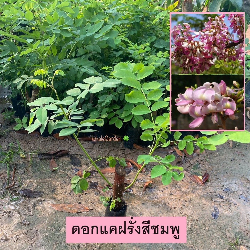 แคฝรั่ง ต้นแคฝรั่ง ดอกสีชมพู ชำตอ Mother of Cocoa (รับประกัน ส่งใหม่ฟรี หากสินค้าเเสียหาย!!)