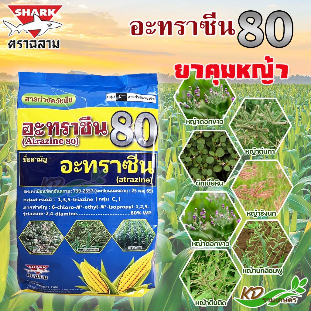 สารกำจัดวัชพืช อะทราซีน 80 (ฉลาม) และ อะทราซีน 90 (หัวเสือลูกโลก) กำจัดวัชพืชใบแคบ-ใบกว้าง ในอ้อย ข้าวโพด