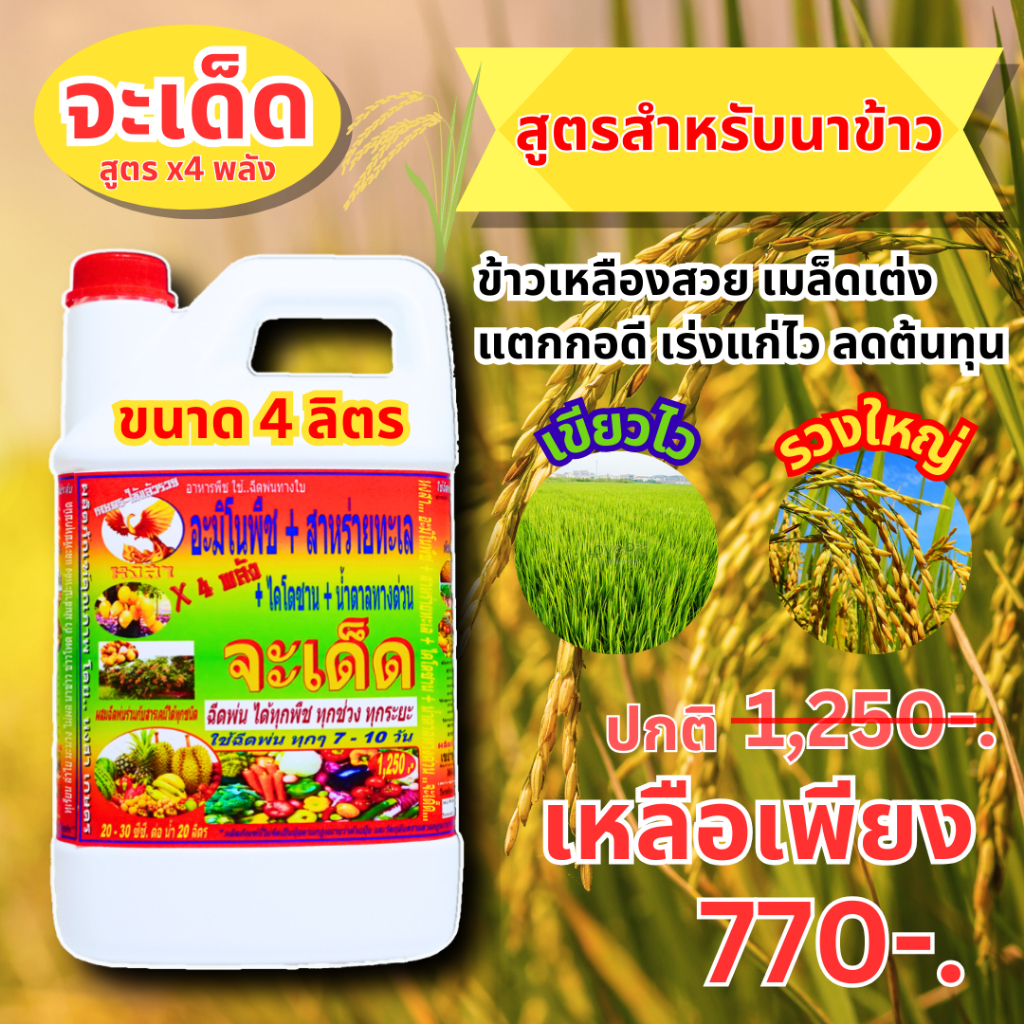 "จะเด็ด" 4 ลิตร ฉีดพ่นทางใบ สำหรับ “นาข้าว”  ข้าวแตกกอดี แตกกอใหญ่ เมล็ดข้าวเต็งโต เพิ่มน้ำหนัก