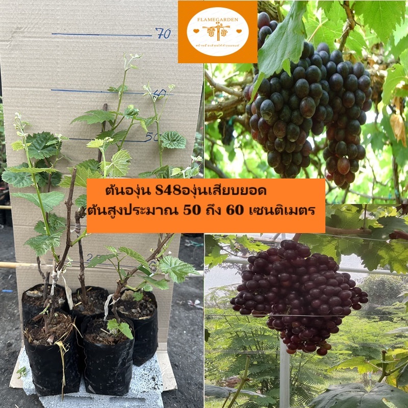 ต้นองุ่น S48องุ่นเสียบยอดต้นสูงประมาณ 50 ถึง 60 เซนติเมตร_nhos48