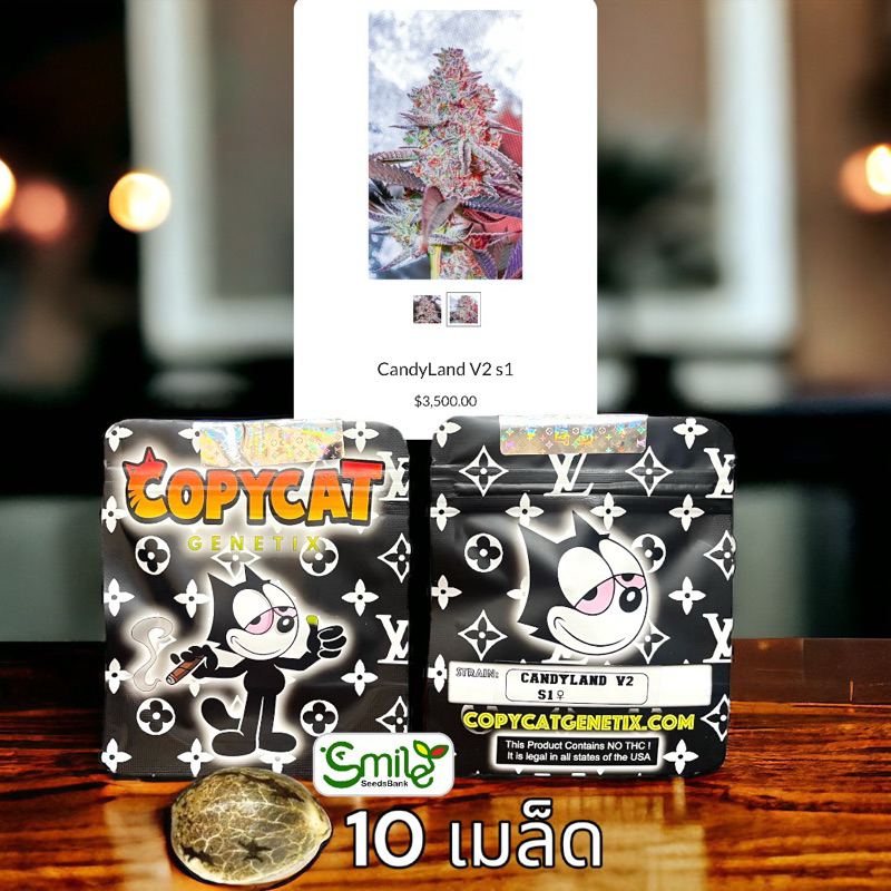 เมล็ดกัญชา CandyLand V2 S1 (Fem) - Copycat Genetix