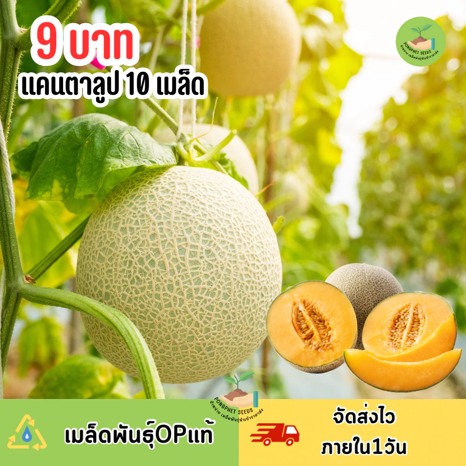 9บาท เมล็ดพันธุ์แคนตาลูป 10 เมล็ด