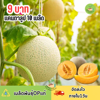 9บาท เมล็ดพันธุ์แคนตาลูป 10 เมล็ด