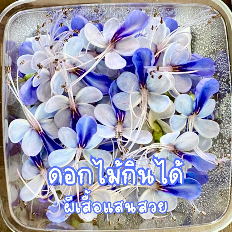 ดอกผีเสื้อแสนสวย 75 ดอก ดอกไม้กินได้ออร์แกนิก แต่งเค้ก แต่งอาหาร ตัดสด ส่งตรงจากฟาร์มมาตรฐาน GAP