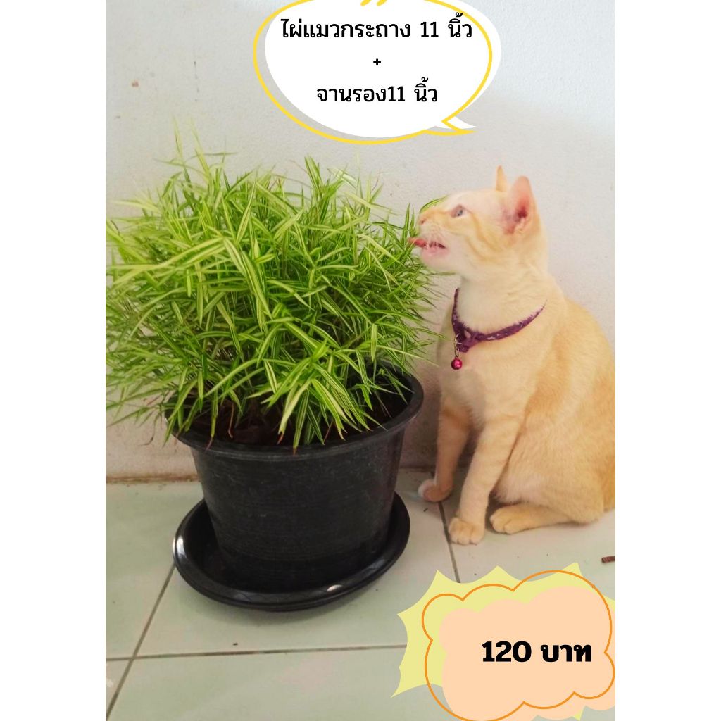 ไผ่แมว หรือไผ่เงินกระถางใหญ่  ขนาด  10   นิ้ว  พร้อมจานรอง🐱