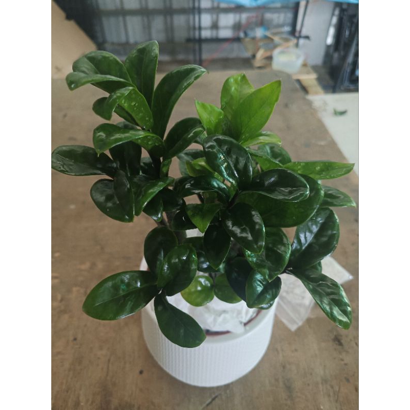 กวักมรกตเขียวแคระ(ฮอนแลนด์)พร้อมกระถาง  Z.zamifolia Dwarf