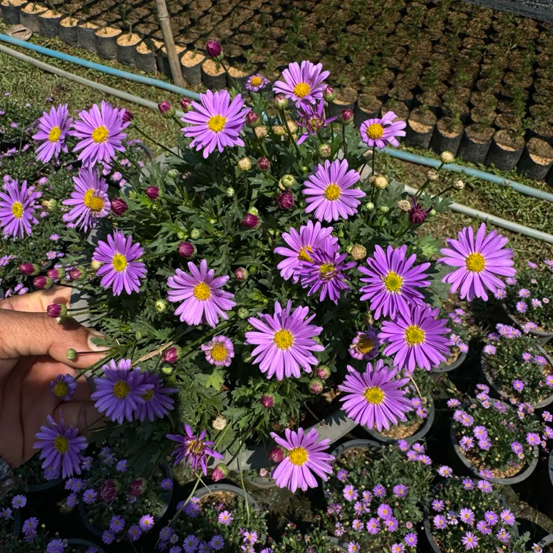 NEW * เดซี่ พันธุ์ใหม่ ดอกใหญ่ (Purple Daisy) ต้นเดซี่ ดอกสีม่วง 🌸 (ส่งติดดอก) 8นิ้ว ดอกไม้ทานได้
