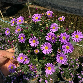 NEW * เดซี่ พันธุ์ใหม่ ดอกใหญ่ (Purple Daisy) ต้นเดซี่ ดอกสีม่วง 🌸 (ส่งติดดอก) 8นิ้ว ดอกไม้ทานได้